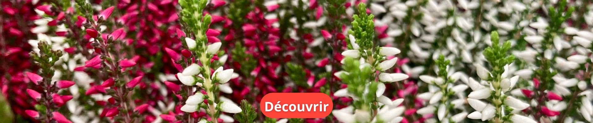 Les bruyères : des plantes robustes pour un jardin hivernal