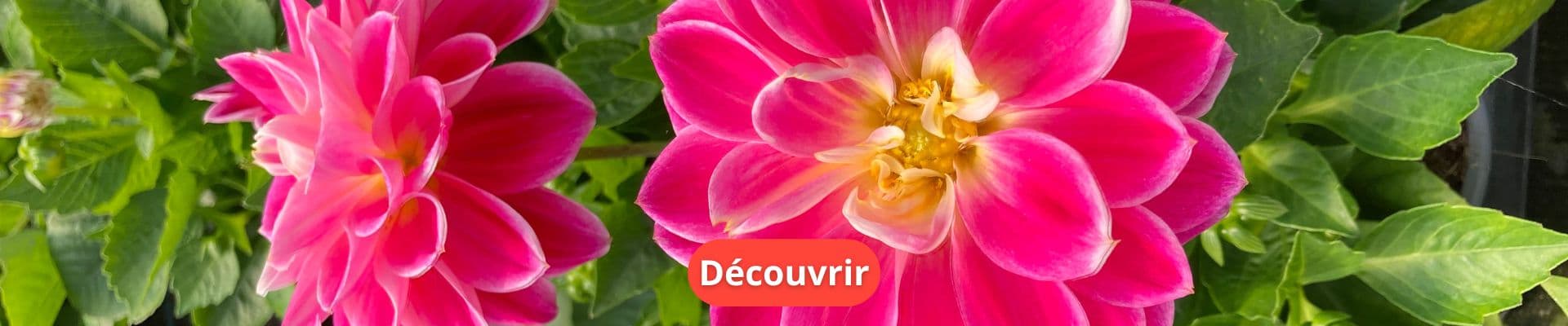 Dahlia : Une Plante Annuelle aux Couleurs Éclatantes