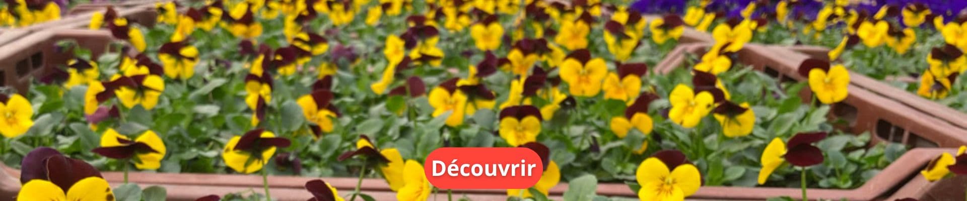 Pensées et Violas : Guide Complet pour Leur Culture, Entretien et Association au Jardin