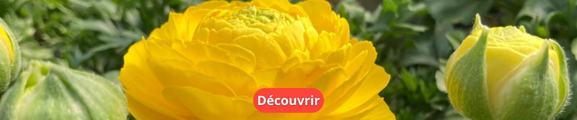 Renoncule : Une Plante Vivace Très Colorée