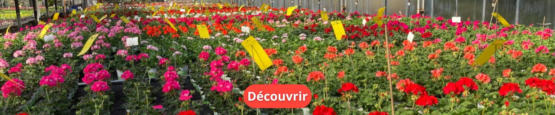 Guide Conseil : Des Astuces pour un Jardin Florissant