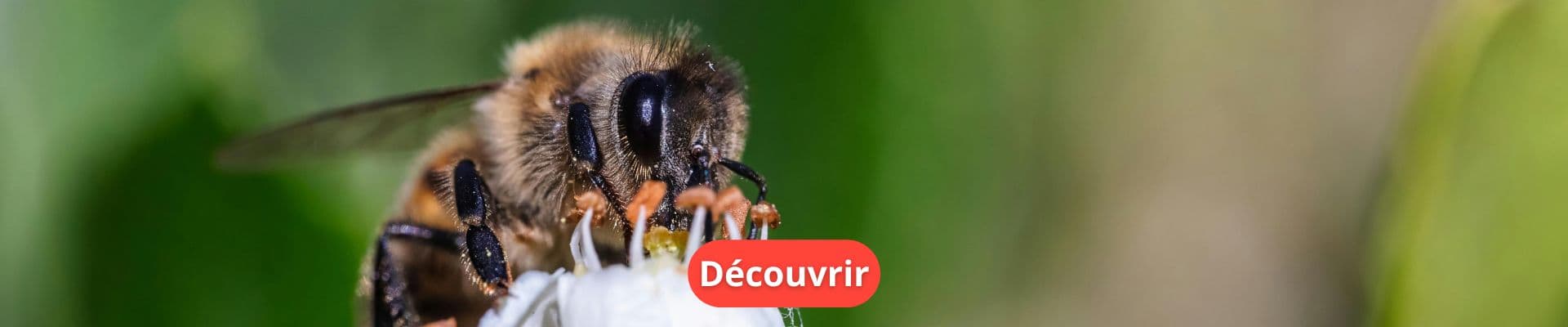 Plantes Utiles : Des Variétés qui Servent au Jardin