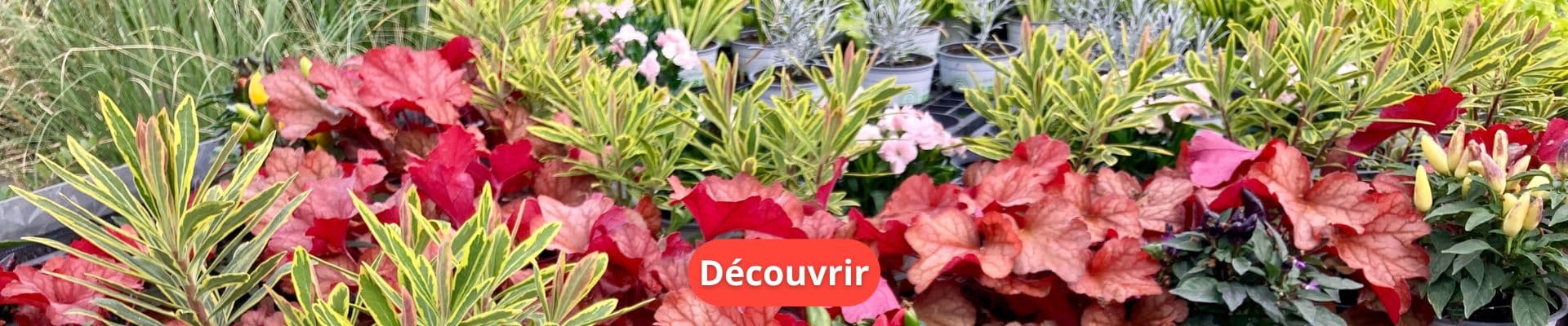 Comment Bien Choisir Ses Plantes d’Automne ?