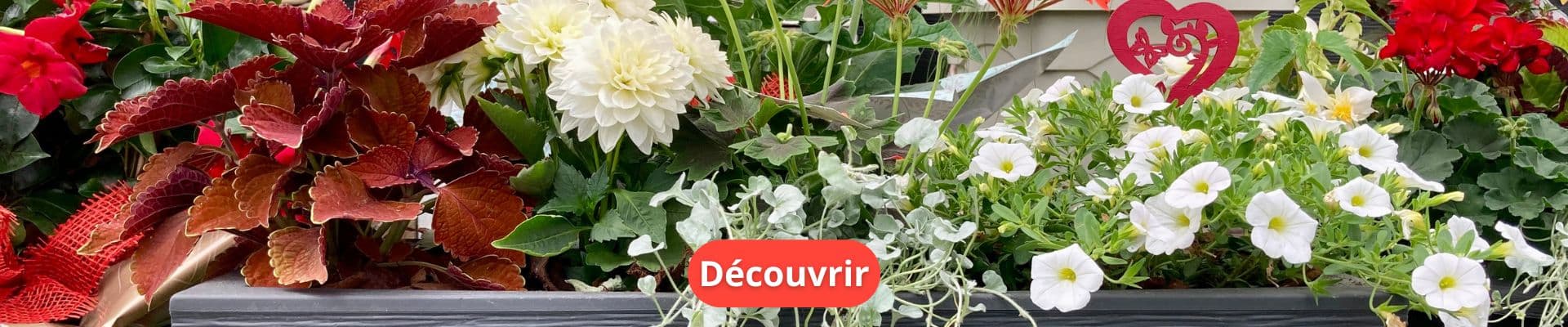 Bien Choisir Ses Plantes d’Été : Le Guide Complet