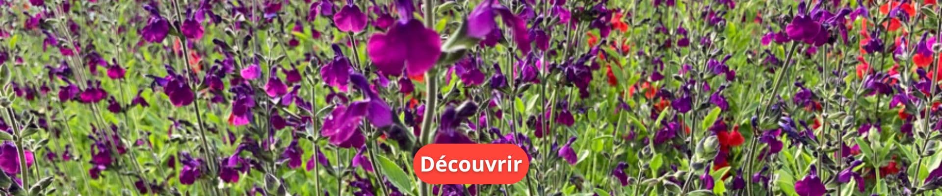 Bien Choisir Ses Plantes Vivaces : Conseils Pratiques