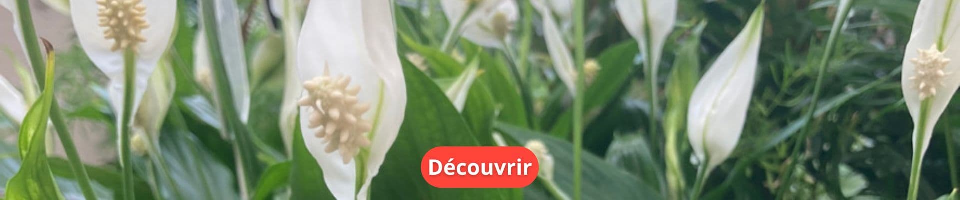 Plantes Vertes : Un Atout Déco pour Votre Intérieur