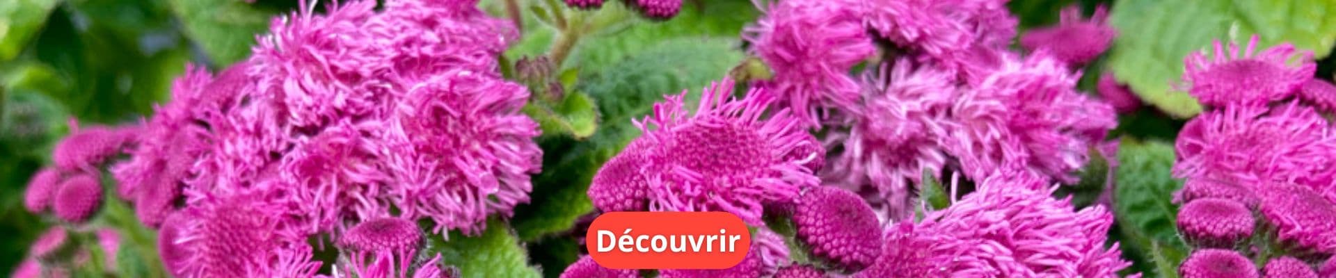 Découvrez tout sur l’Agératum