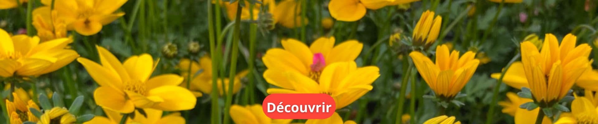 Bidens : Plante Retombante Idéale en Jardinière