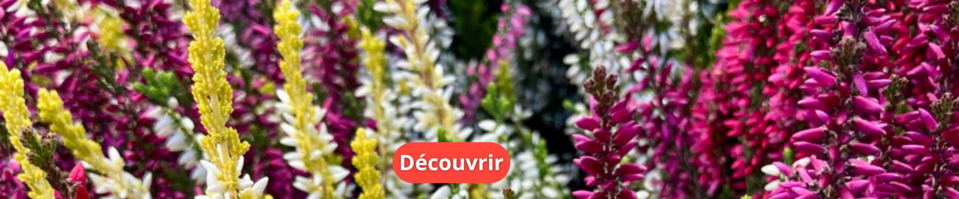 Les Bruyères : Plantes Élégantes en Toutes Saisons