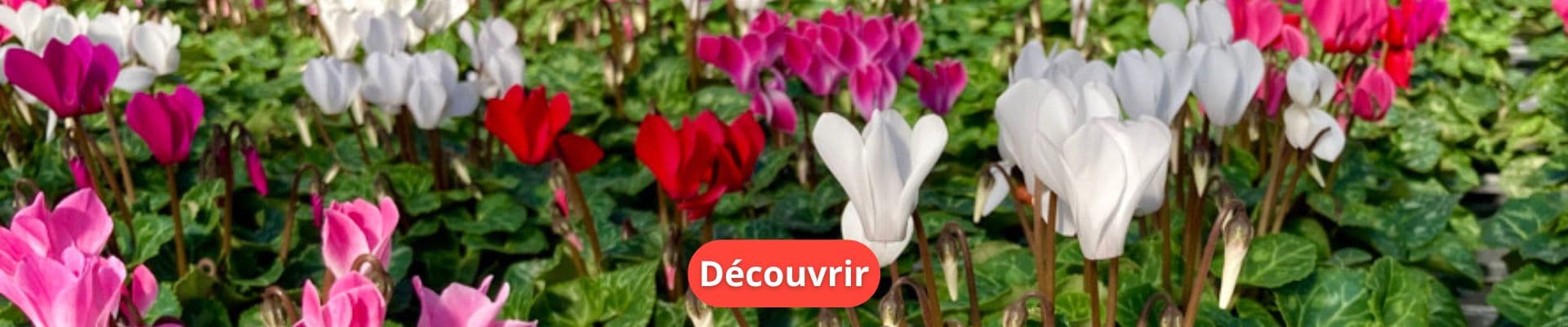 Cyclamen : Une Plante Élégante pour Égayer Votre Jardin et Intérieur en Hiver