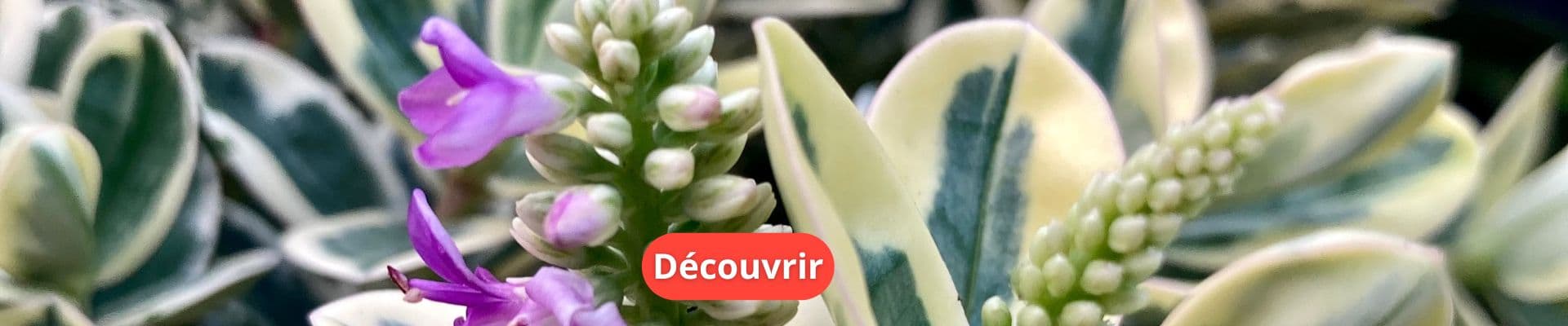 Hébé : une vivace généreuse et florifère