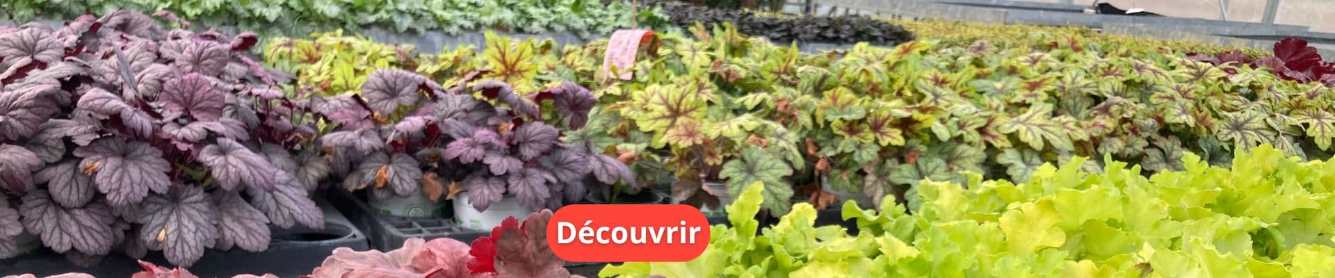 L’Heuchère, la star des jardins ombragés