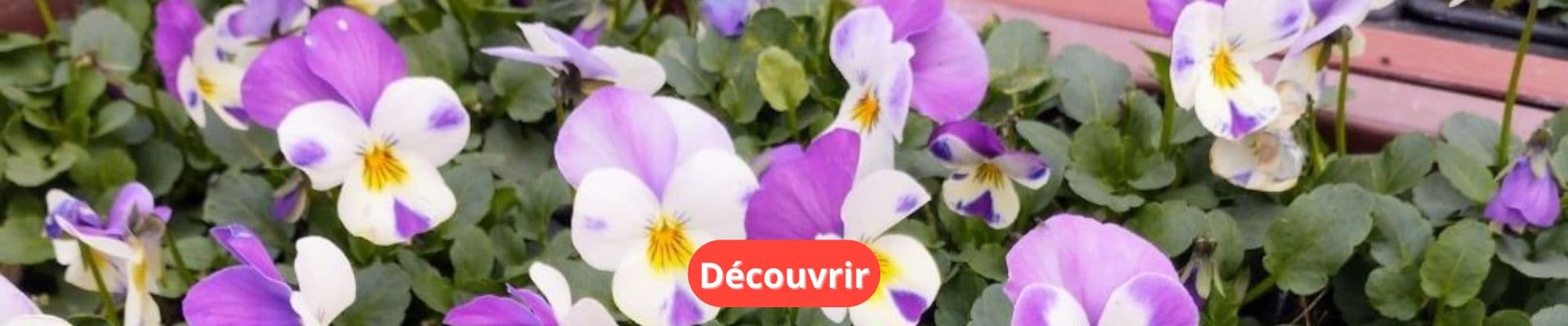 Cultiver les pensées : des fleurs joyeuses toute l’année