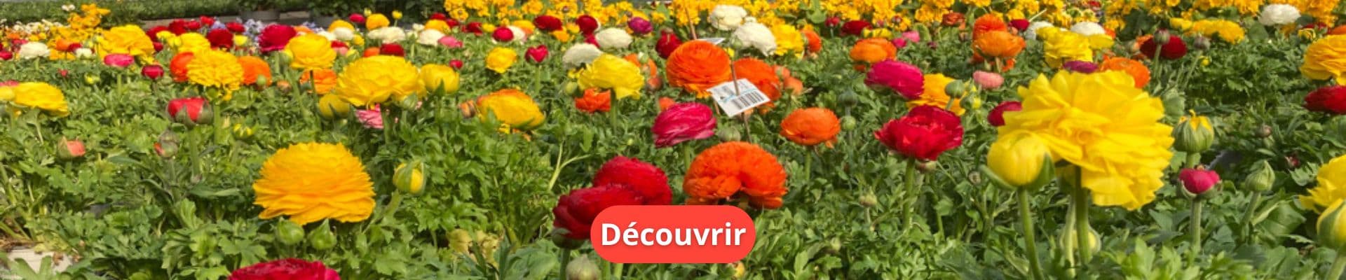 La renoncule, une rose pour votre printemps