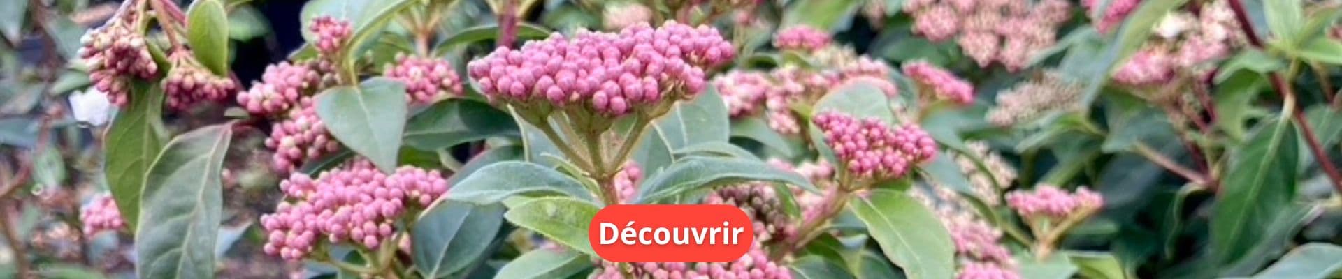 Le Viburnum Tinus, un joyau hivernal