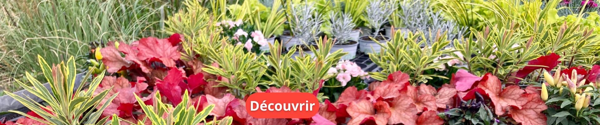 Les plantes vivaces, un investissement durable pour votre jardin