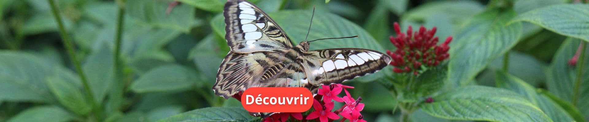 Plantes qui attirent les Papillons